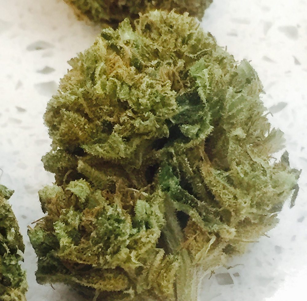 White Widow CBD The CBD Flower Shop