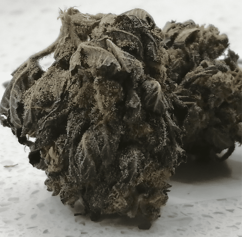 Purple Diesel CBD The CBD Flower Shop