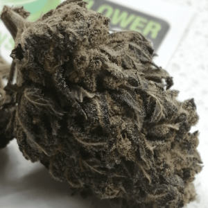 CBD Purple Diesel