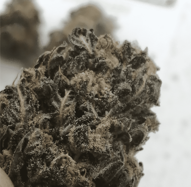 Purple Diesel CBD The CBD Flower Shop