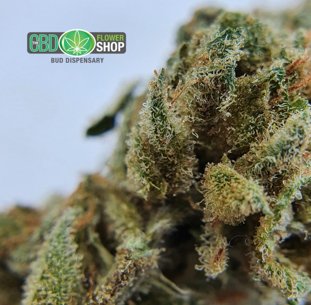Close up image of pineapple crush CBD flower bud