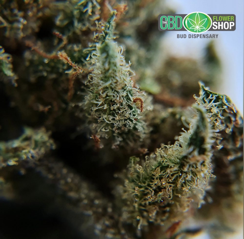 close up detailed image of pineapple crush cbd flower bud