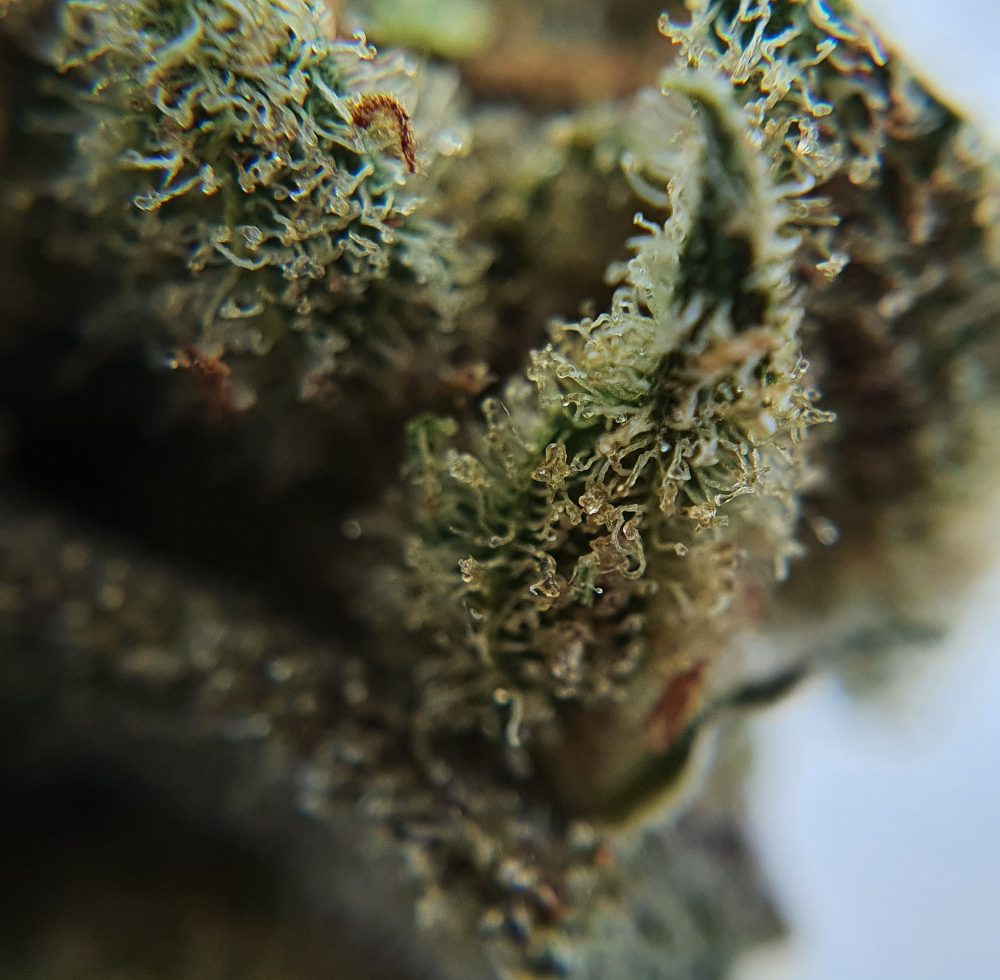 Pineapple crush CBD flower bud close up