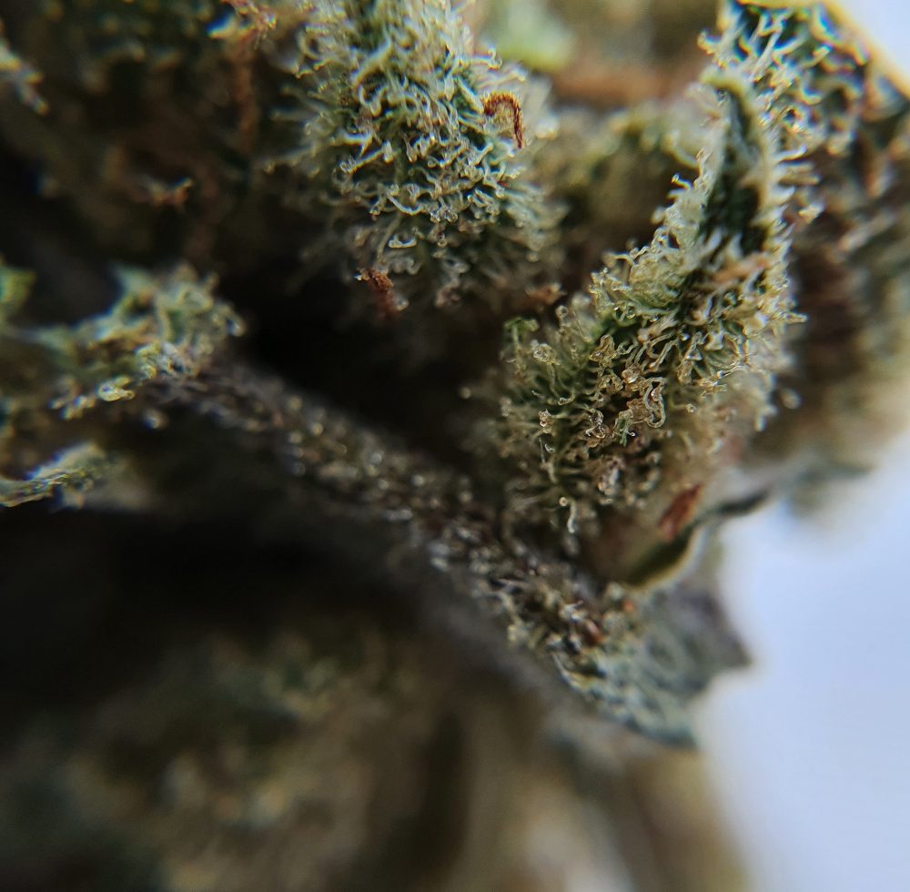 pineapple crush CBD flower bud close up