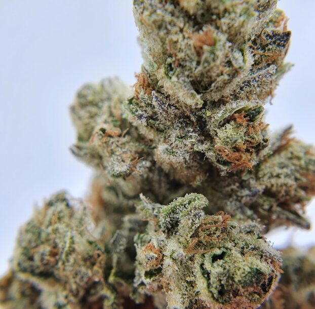 Chocolope Strain CBD Flower - Image 4