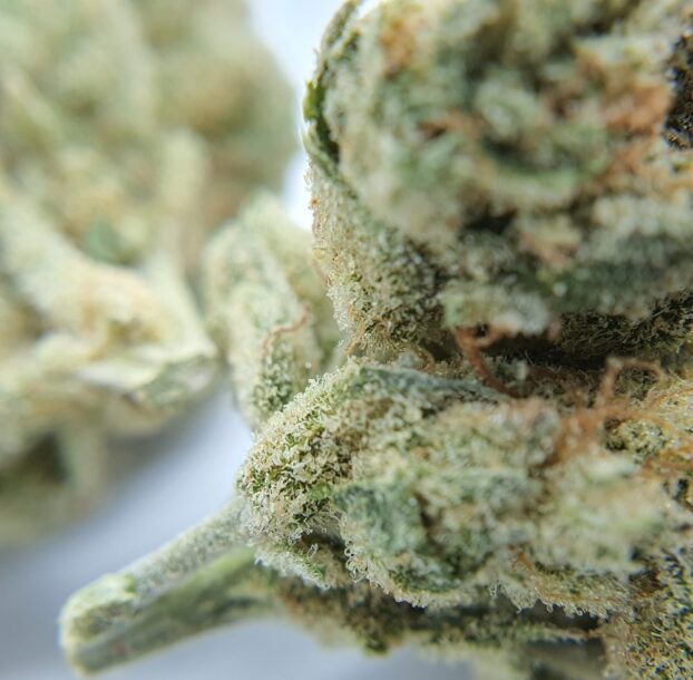 Chocolope Strain CBD Flower - Image 5