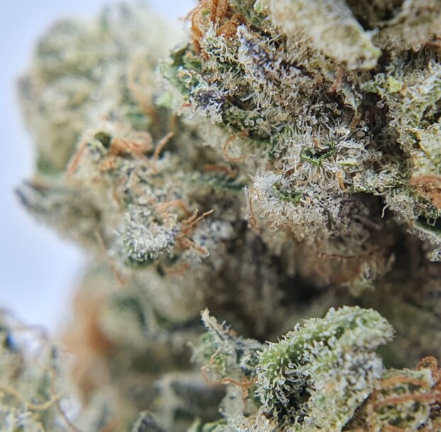 Chocolope Strain CBD Flower - Image 6