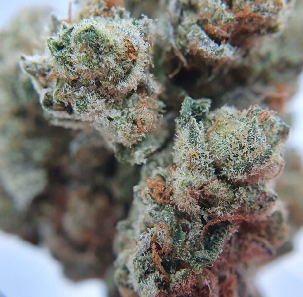 Chocolope Strain CBD Flower - Image 7