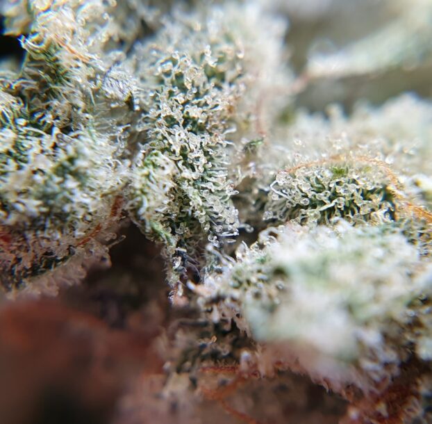 Chocolope Strain CBD Flower - Image 8