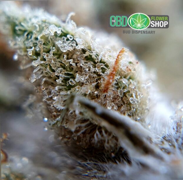 OG Kush Whole Hemp CBD Tea Flower - Image 7