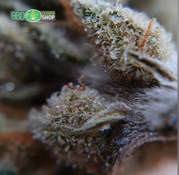 OG Kush Whole Hemp CBD Tea Flower - Image 9