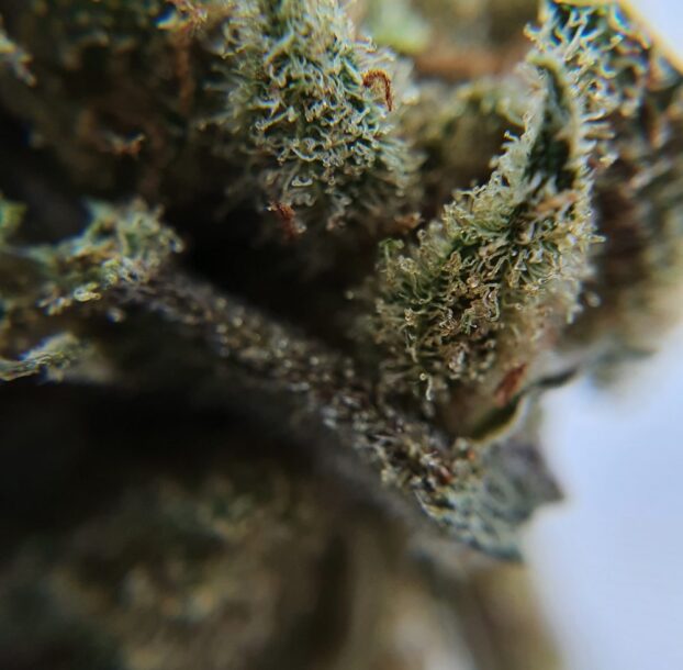 Pineapple Crush CBD Flower - Image 11