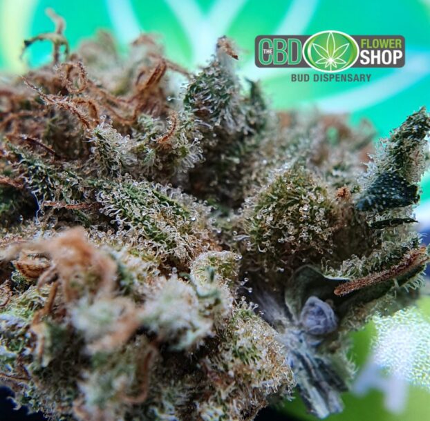 AK 47 - Whole Flower Hemp CBD Tea - Image 7