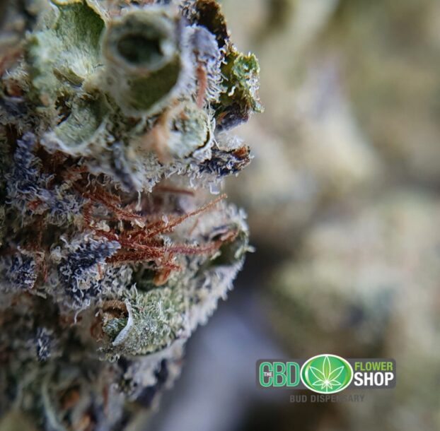 FLASH SALE - CBD Popcorn Nuggies | Popcorn Flowers - Image 8