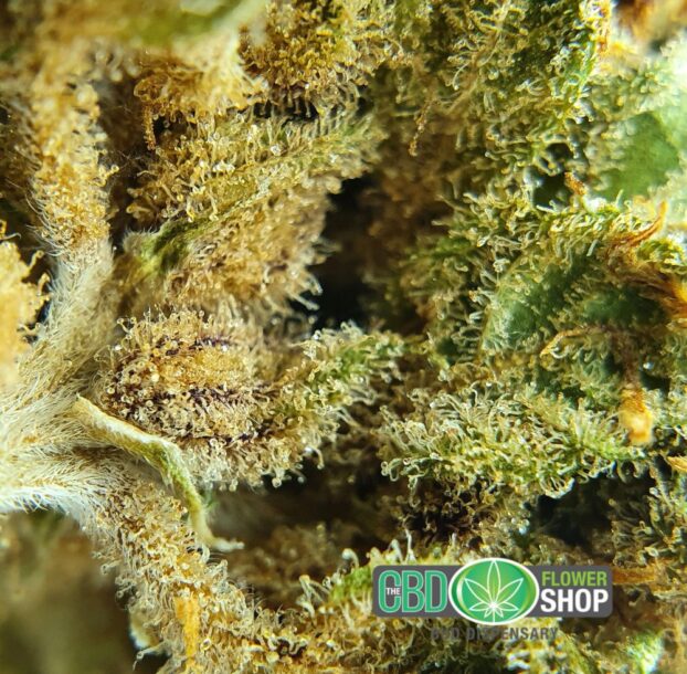 Platinum OG CBD Flower - Image 8