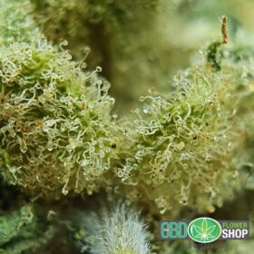 Vanilla Kush  CBD Hemp Tea Whole Flower - Image 7