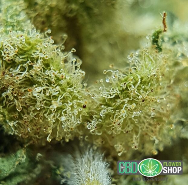 Vanilla Kush  CBD Hemp Tea Whole Flower - Image 7