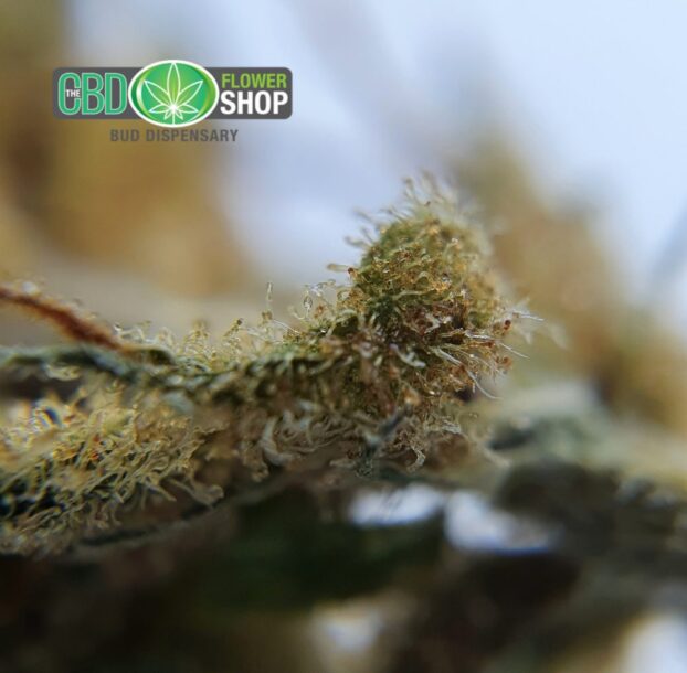 Silver Haze - Image 6