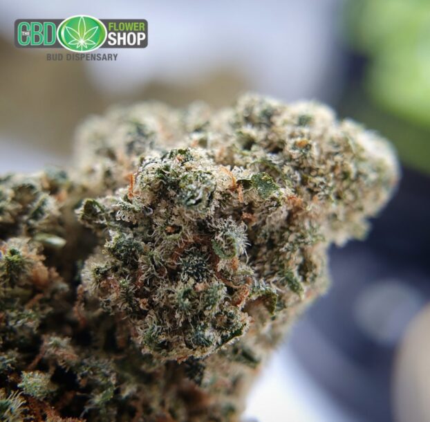Gelato Hemp Tea Strain | CBD Whole Flower - Image 11