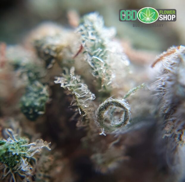 Gelato Hemp Tea Strain | CBD Whole Flower - Image 12