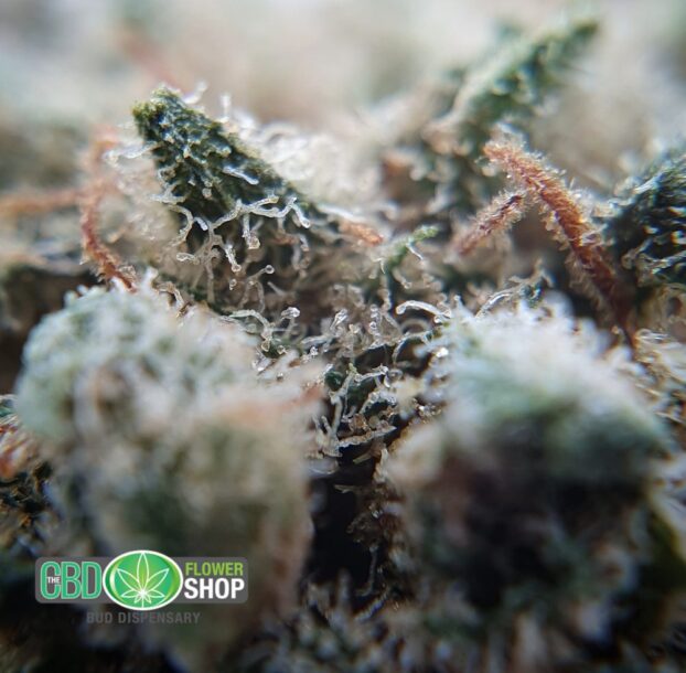 Gelato Hemp Tea Strain | CBD Whole Flower - Image 13