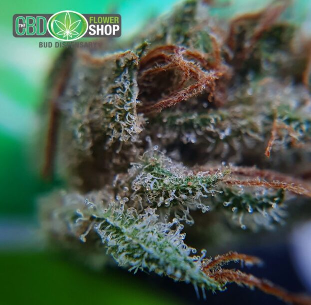Blueberry Muffin CBD Herbal Hemp Tea - Image 11