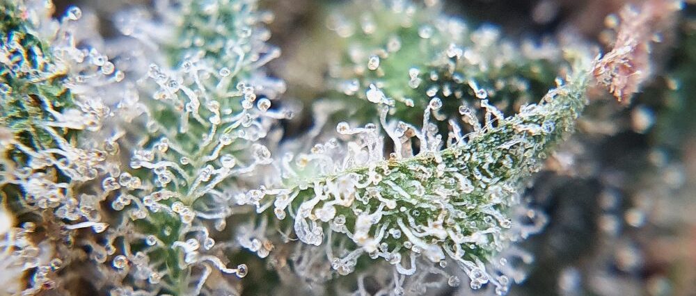 CBD flower hemp plant