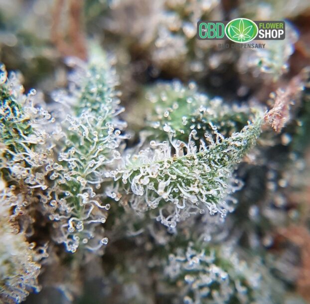 CBD flower hemp plant