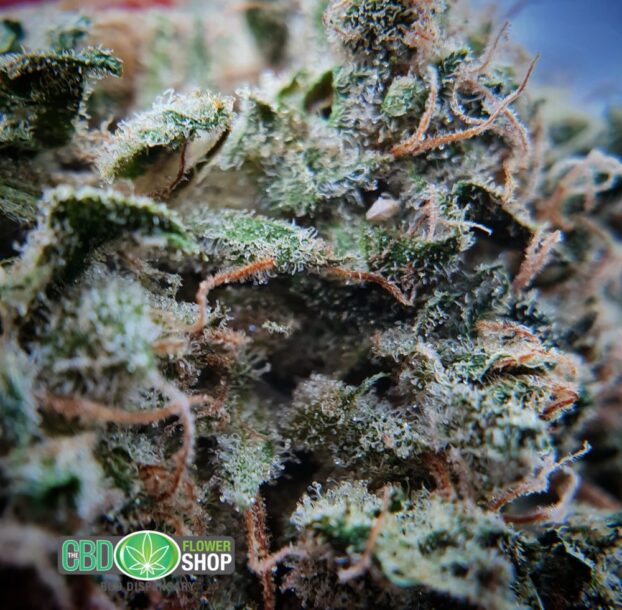 Blueberry Muffin CBD Herbal Hemp Tea - Image 13