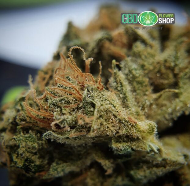 Blueberry Muffin CBD Herbal Hemp Tea - Image 8
