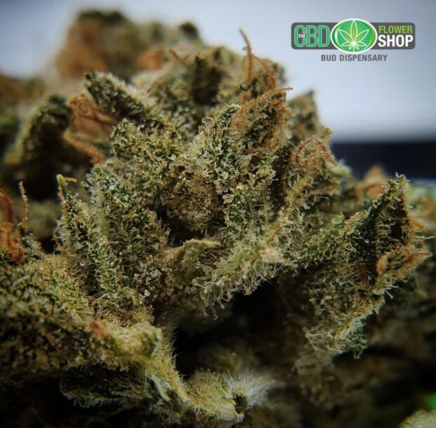Blueberry Muffin CBD Herbal Hemp Tea - Image 9