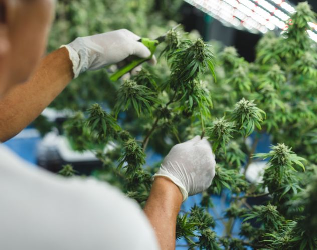 Cannabis farmer inspecting growing cannabis plants