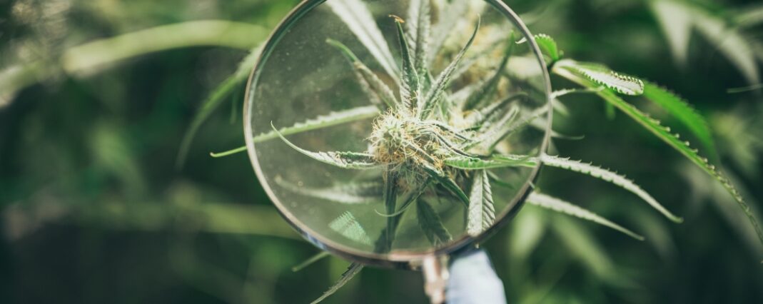 CBD flower under a microscope