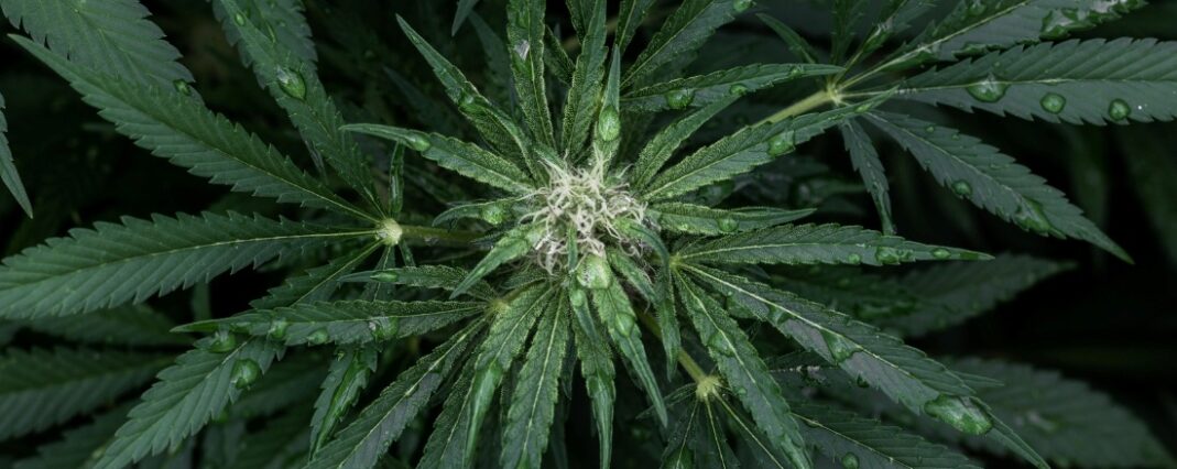 CBD hemp plant with water droplets