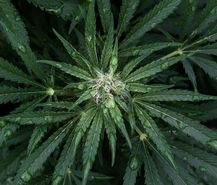 CBD hemp plant with water droplets