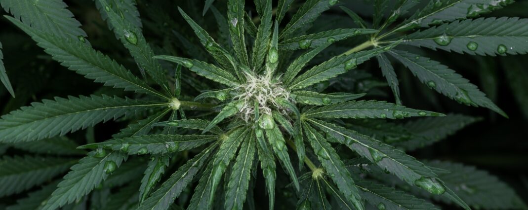Cannabinoids