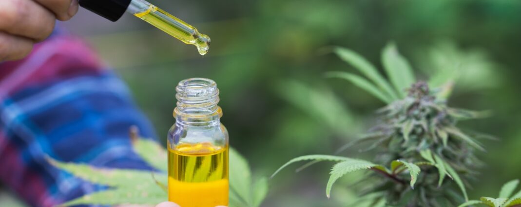 Hands holding oil bottle and dropper next to CBD plant