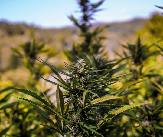 CBD plants