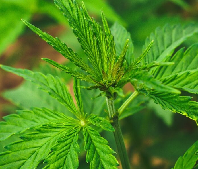 Growing hemp plant