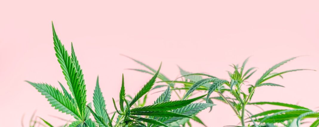 CBD Leaves