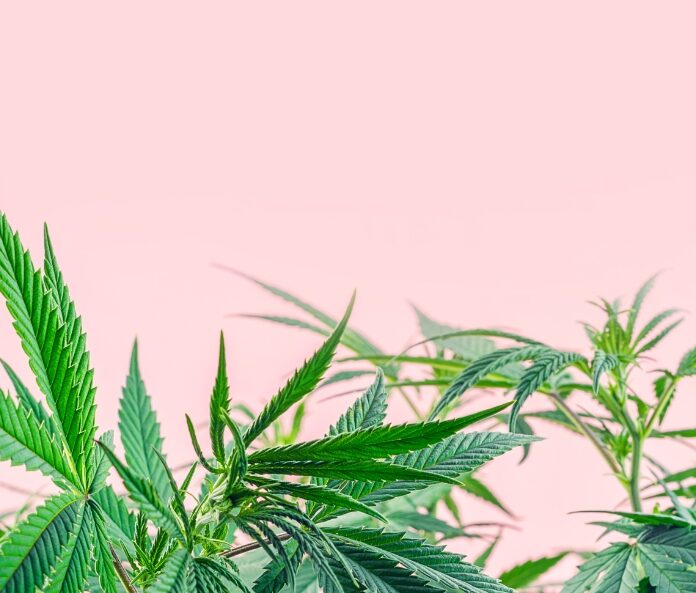 CBD Leaves