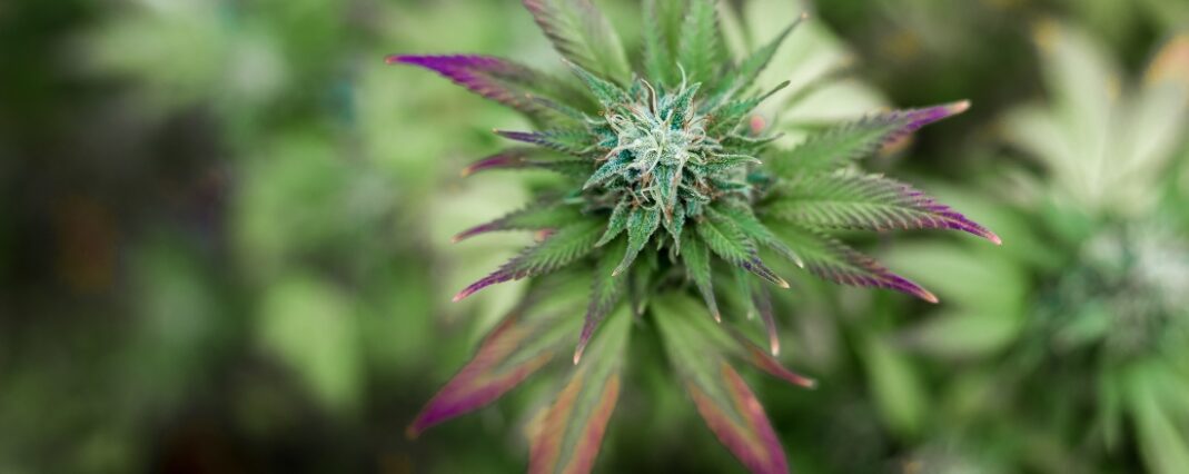Growing hemp bud