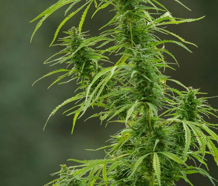 flowers of a plant