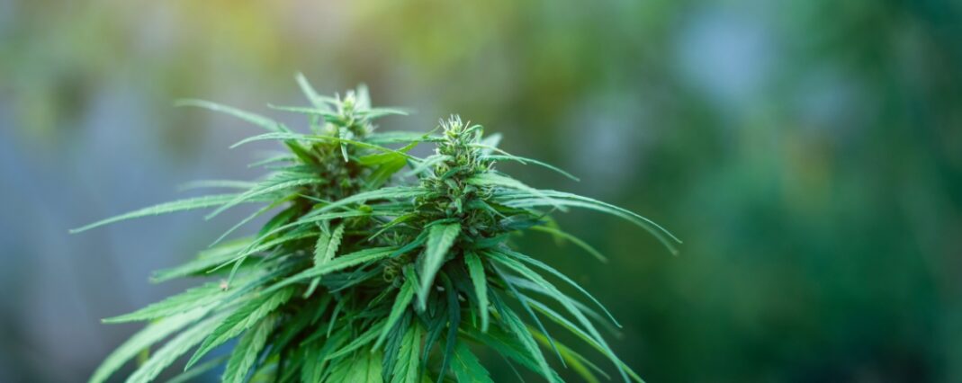 Top of hemp plant
