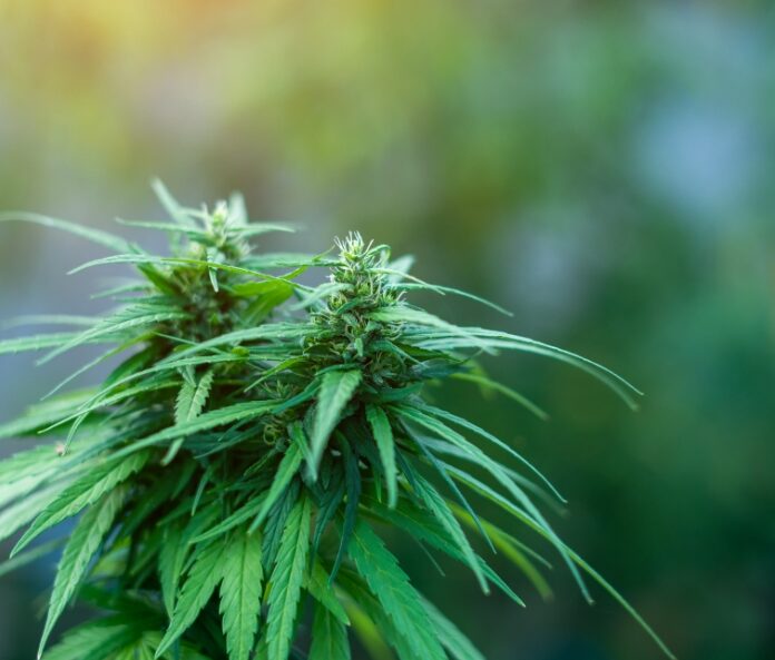 Top of hemp plant