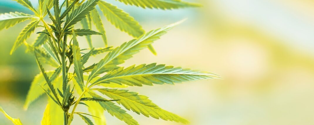 Hemp plant