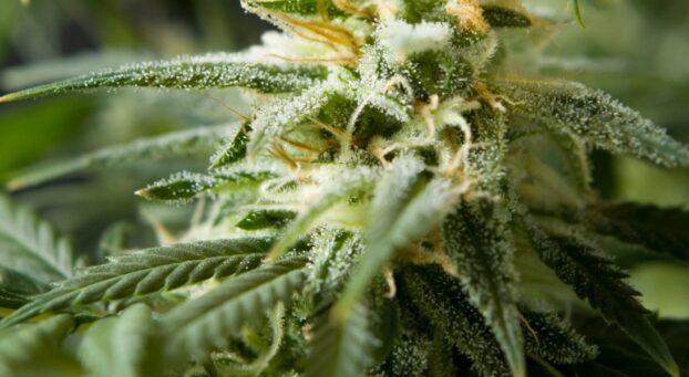 CBD flower