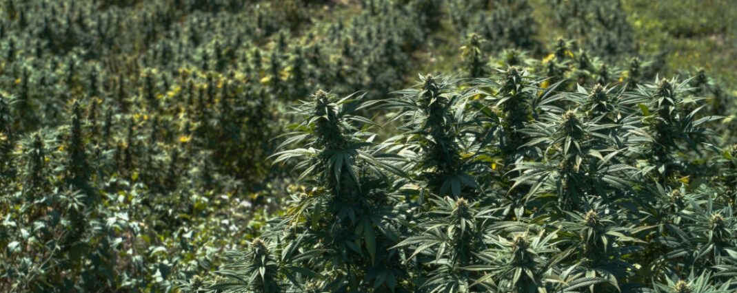 Field of growing hemp plants