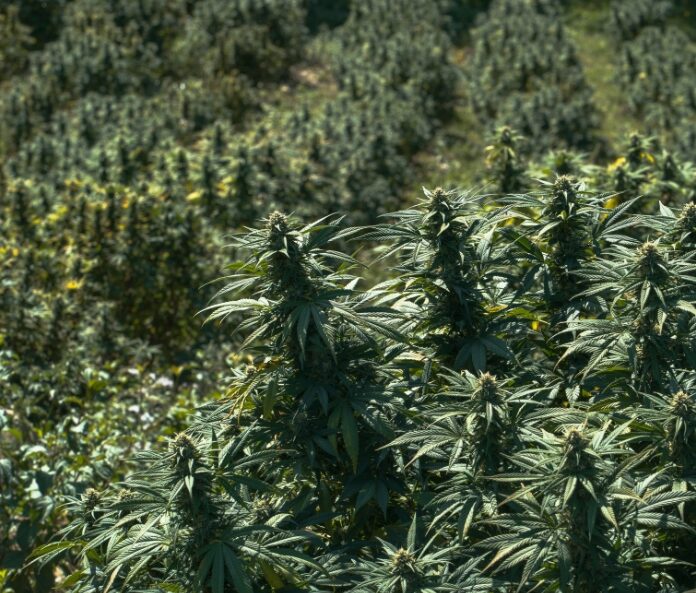 Field of growing hemp plants