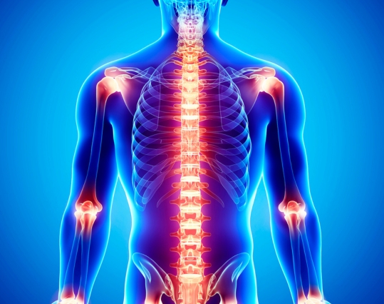 Illustration of joints in the upper body